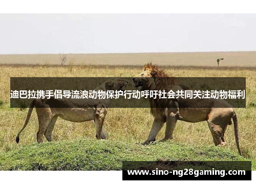 迪巴拉携手倡导流浪动物保护行动呼吁社会共同关注动物福利